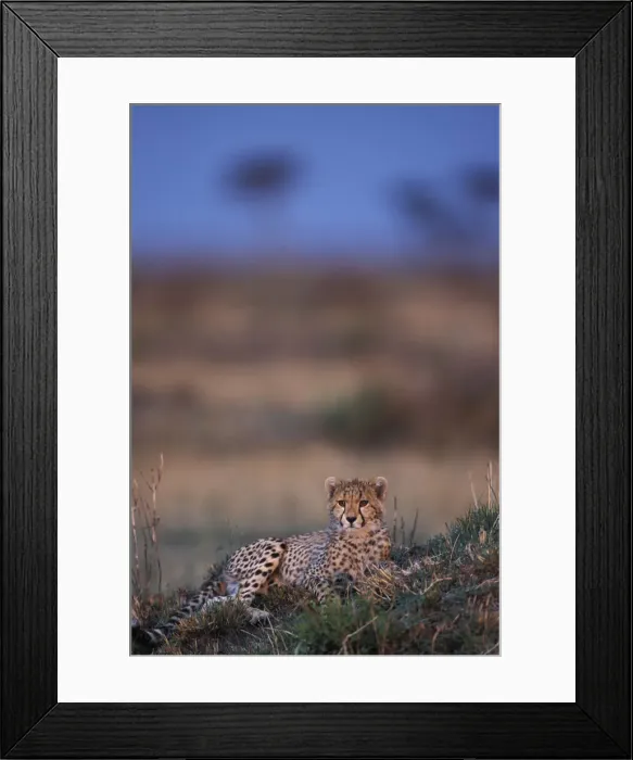 Framed Print : DDE-90020467 Framed Print : DDE-90020467