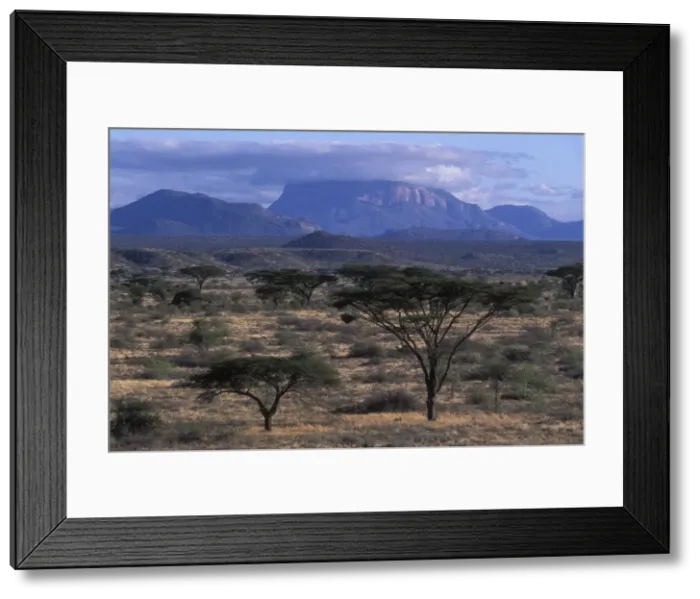 Framed Print : Africa, Kenya, Samburu National Reserve Framed Print : Africa, Kenya, Samburu National Reserve