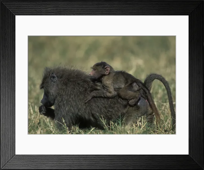 Framed Print : DDE-90020473 Framed Print : DDE-90020473