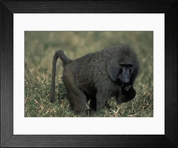 Framed Print : DDE-90020474 Framed Print : DDE-90020474
