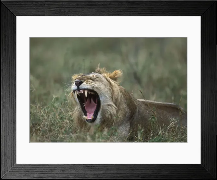 Framed Print : DDE-90020475 Framed Print : DDE-90020475