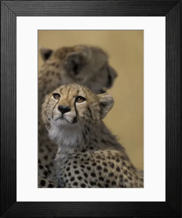 Framed Print : DDE-90020480 Framed Print : DDE-90020480