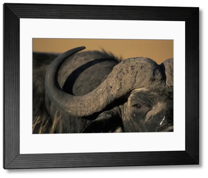 Framed Print : DDE-90020479