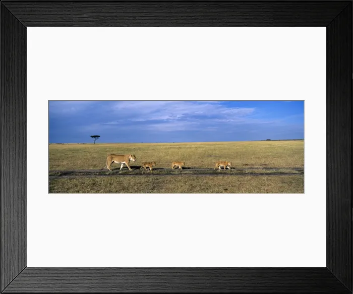 Framed Print : DDE-90020482 Framed Print : DDE-90020482