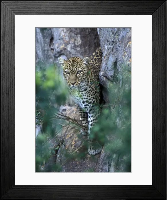 Framed Print : DDE-90020483 Framed Print : DDE-90020483