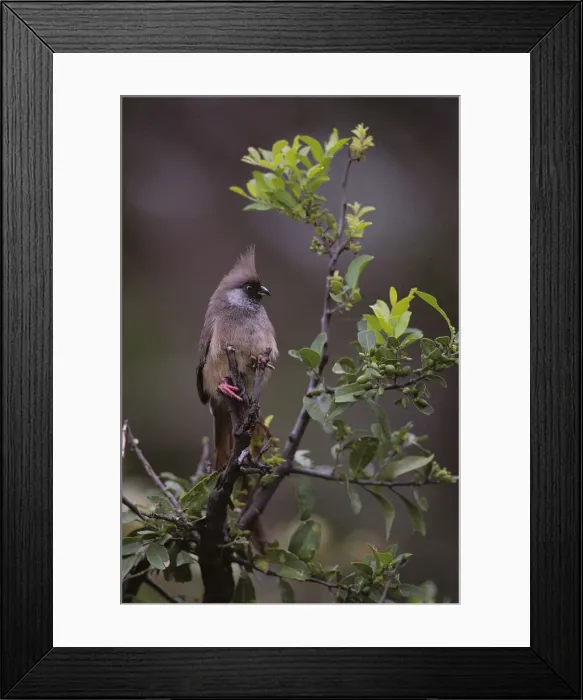 Framed Print : DDE-90020485 Framed Print : DDE-90020485