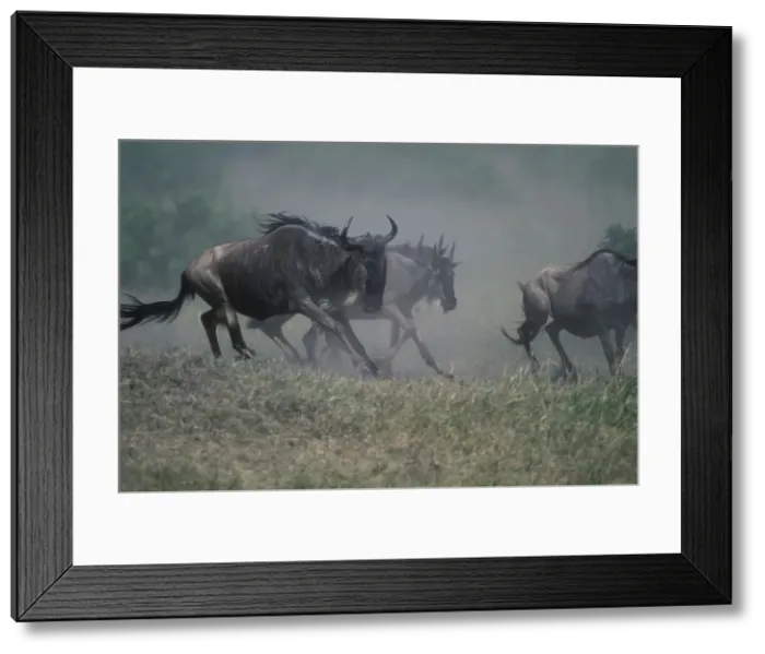 Framed Print : DDE-90020486 Framed Print : DDE-90020486