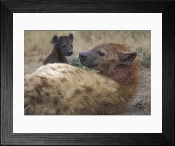 Framed Print : DDE-90020489 Framed Print : DDE-90020489