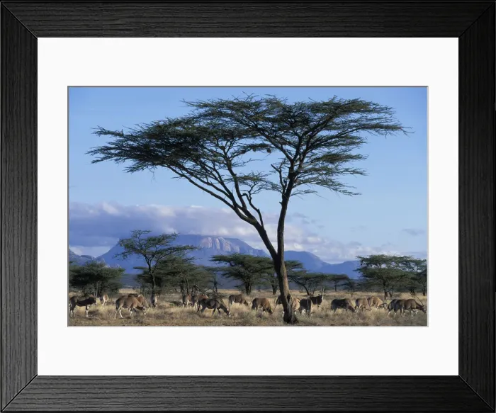 Framed Print : DDE-90020491 Framed Print : DDE-90020491