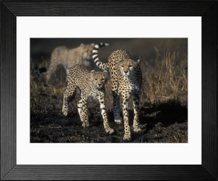 Framed Print : DDE-90020493 Framed Print : DDE-90020493