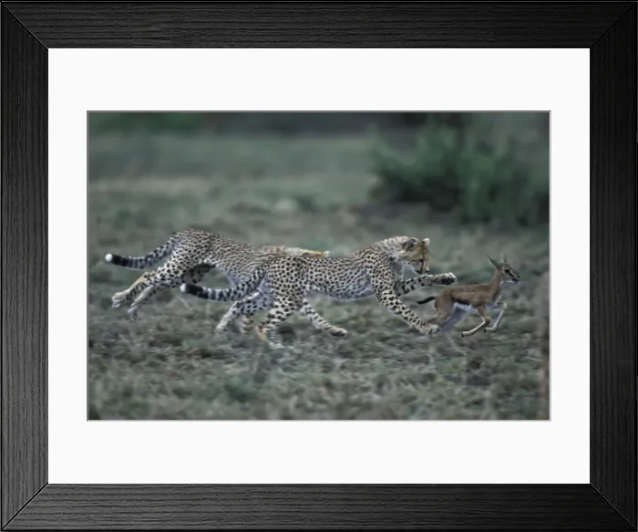 Framed Print : DDE-90020492 Framed Print : DDE-90020492