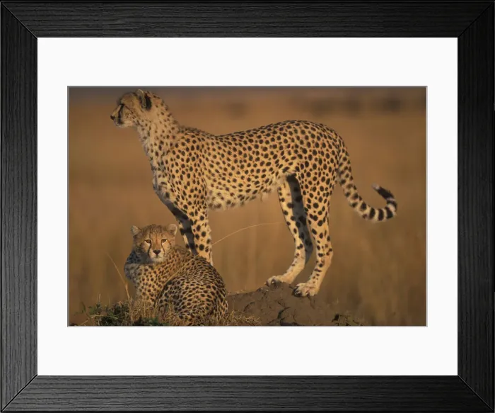 Framed Print : DDE-90020495