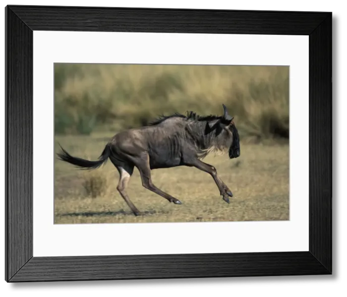 Framed Print : DDE-90020497 Framed Print : DDE-90020497