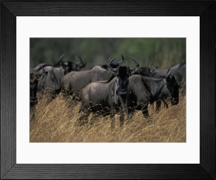 Framed Print : DDE-90020498 Framed Print : DDE-90020498