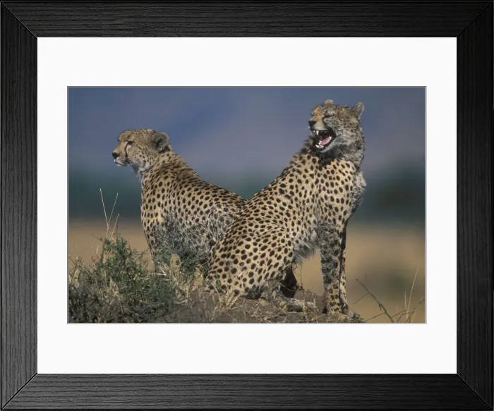 Framed Print : DDE-90020494 Framed Print : DDE-90020494