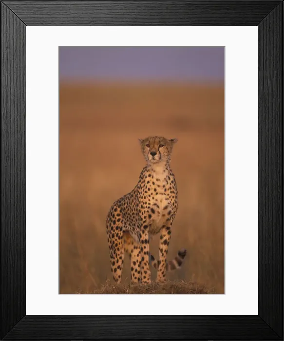 Framed Print : DDE-90020499 Framed Print : DDE-90020499