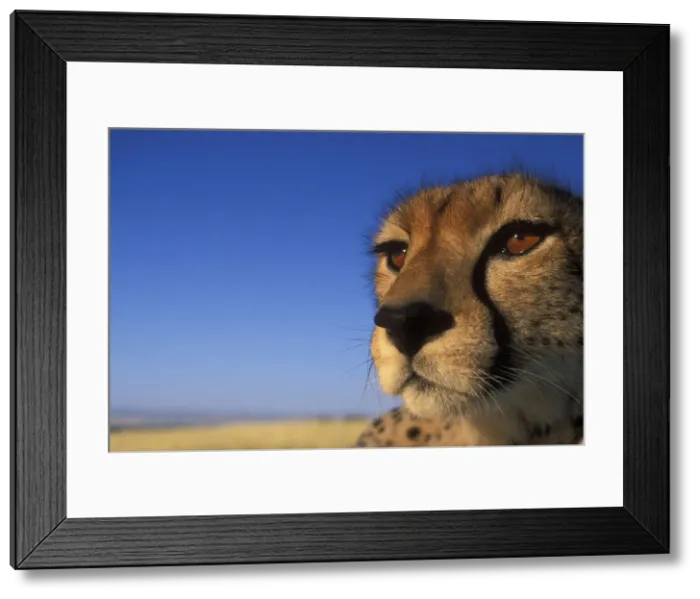 Framed Print : DDE-90020501 Framed Print : DDE-90020501