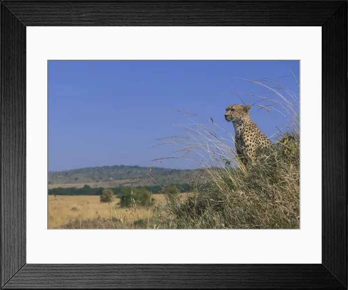Framed Print : DDE-90020500 Framed Print : DDE-90020500