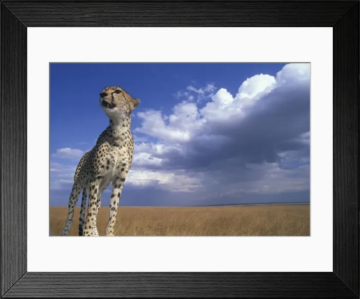 Framed Print : DDE-90020502 Framed Print : DDE-90020502
