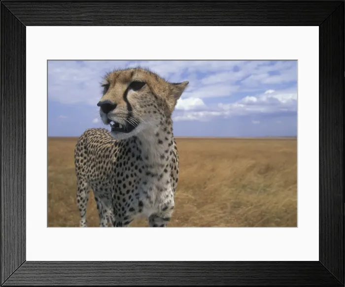 Framed Print : DDE-90020503 Framed Print : DDE-90020503