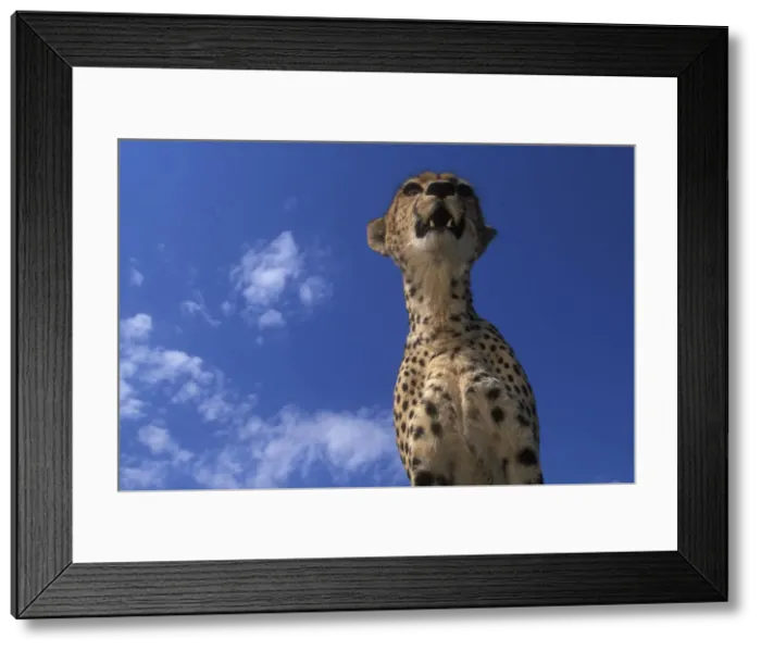 Framed Print : DDE-90020504 Framed Print : DDE-90020504