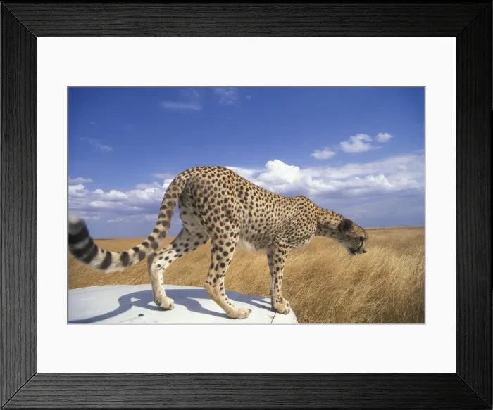 Framed Print : DDE-90020505 Framed Print : DDE-90020505