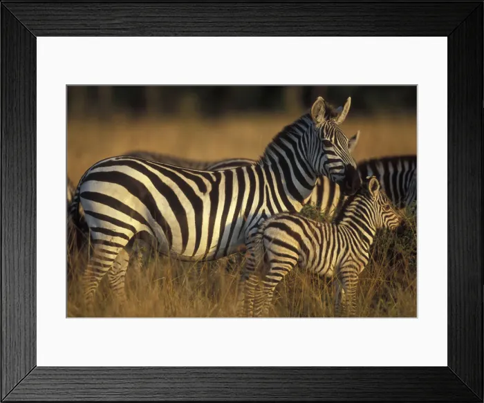Framed Print : DDE-90020507 Framed Print : DDE-90020507