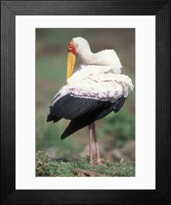 Framed Print : DDE-90020510 Framed Print : DDE-90020510