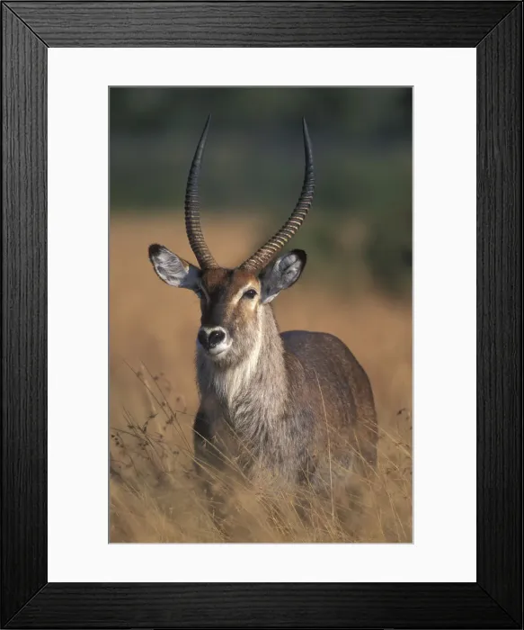 Framed Print : DDE-90020511 Framed Print : DDE-90020511
