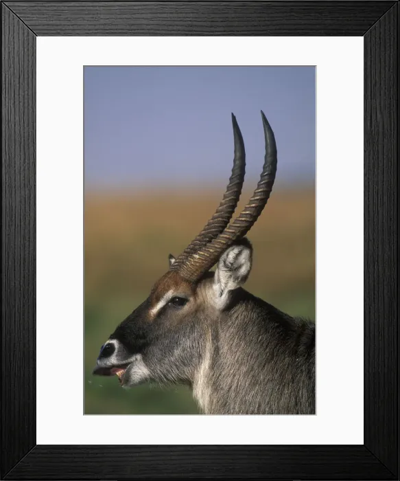 Framed Print : DDE-90020512 Framed Print : DDE-90020512