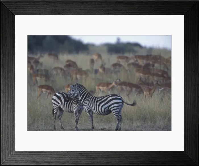 Framed Print : DDE-90020509