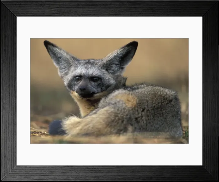 Framed Print : DDE-90020513 Framed Print : DDE-90020513