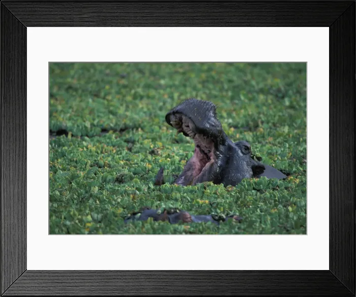 Framed Print : DDE-90020515
