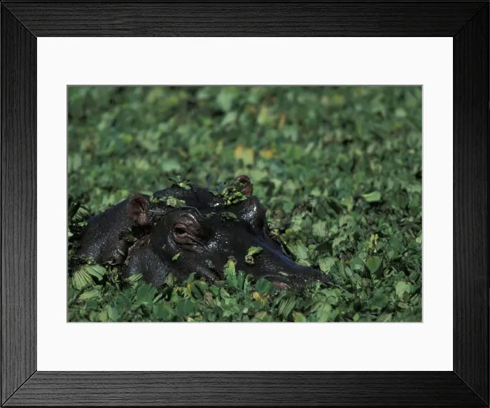 Framed Print : DDE-90020516 Framed Print : DDE-90020516