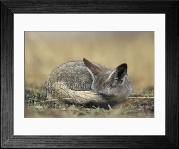 Framed Print : DDE-90020514 Framed Print : DDE-90020514