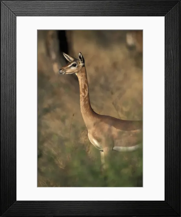 Framed Print : DDE-90020518 Framed Print : DDE-90020518
