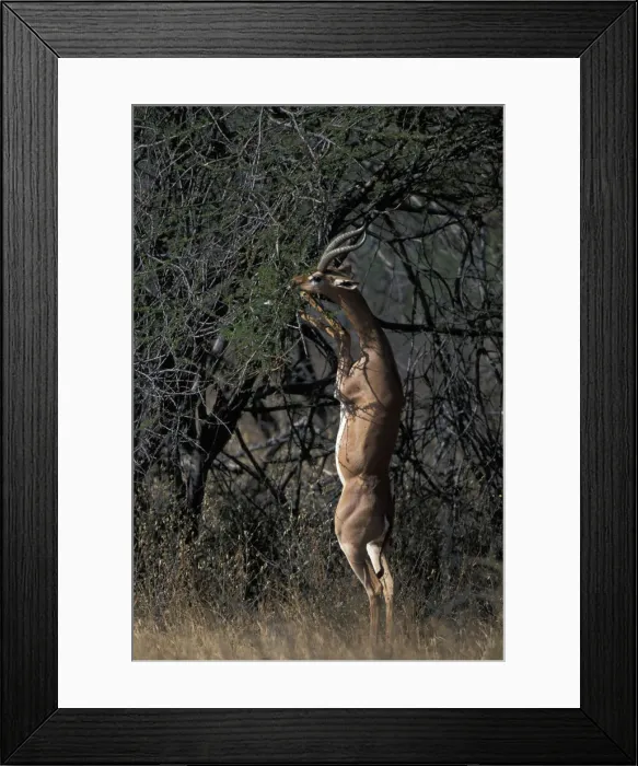 Framed Print : DDE-90020519 Framed Print : DDE-90020519