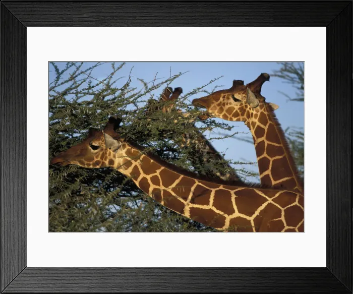Framed Print : DDE-90020517 Framed Print : DDE-90020517