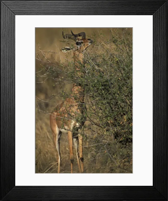Framed Print : DDE-90020520 Framed Print : DDE-90020520