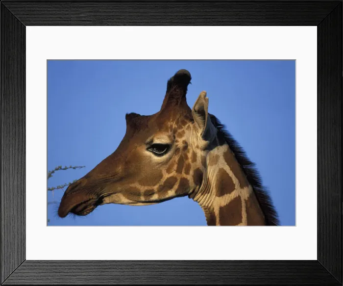 Framed Print : DDE-90020521