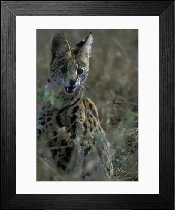 Framed Print : DDE-90020522 Framed Print : DDE-90020522