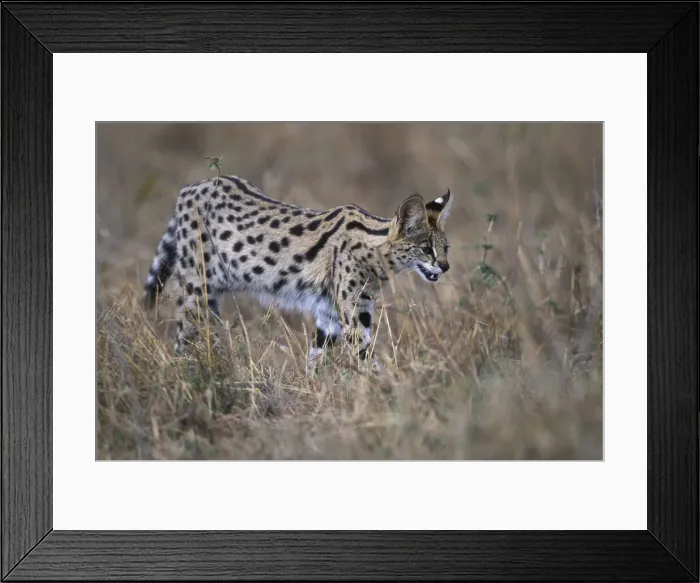 Framed Print : DDE-90020524 Framed Print : DDE-90020524