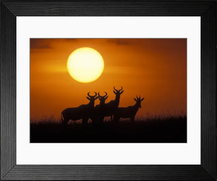 Framed Print : DDE-90020525 Framed Print : DDE-90020525