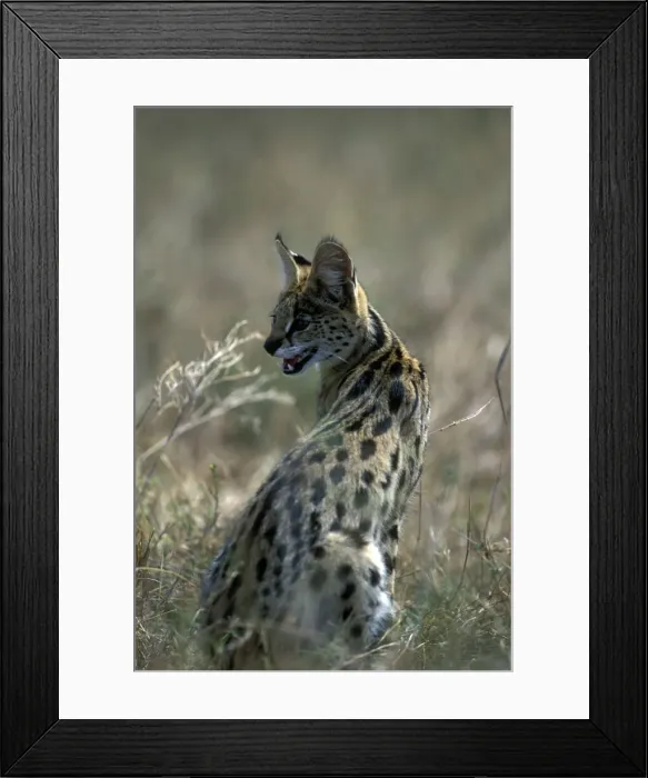 Framed Print : DDE-90020523 Framed Print : DDE-90020523