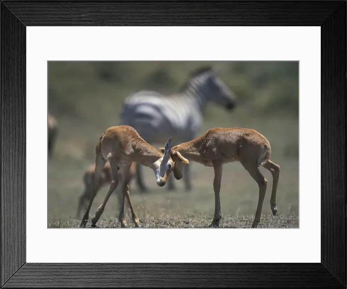 Framed Print : DDE-90020526 Framed Print : DDE-90020526