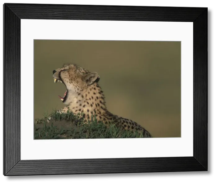 Framed Print : DDE-90020532 Framed Print : DDE-90020532