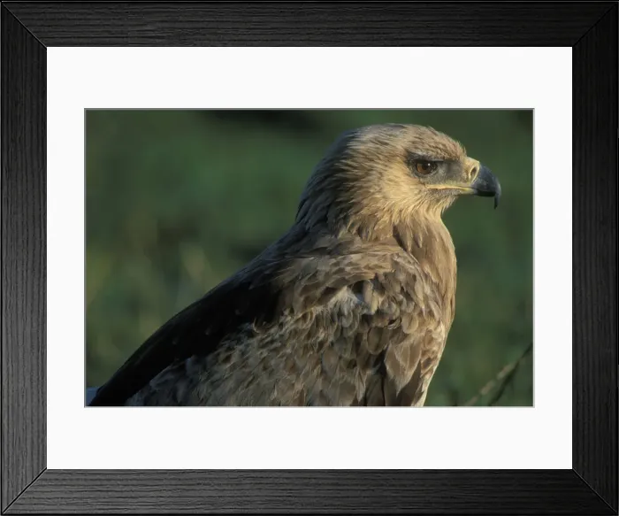 Framed Print : DDE-90020534 Framed Print : DDE-90020534