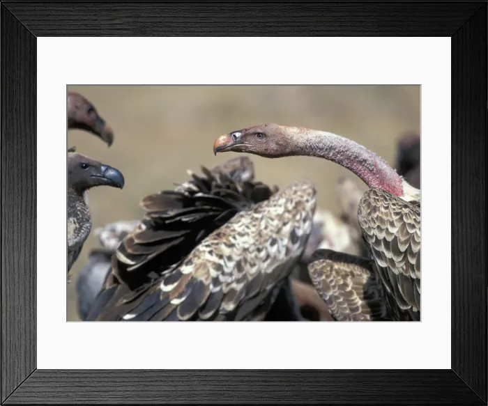 Framed Print : DDE-90020535 Framed Print : DDE-90020535