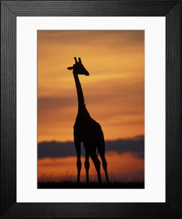 Framed Print : DDE-90020536 Framed Print : DDE-90020536