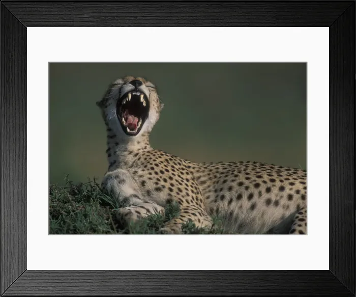 Framed Print : DDE-90020533 Framed Print : DDE-90020533